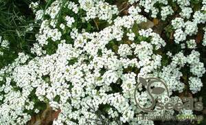 Арабис Альпийский, белый 3г А Арабис Альпийский, белый 3г А