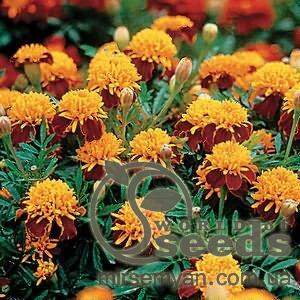 Бархатцы Оранж Флейм 0,5г А Бархатцы Оранж Флейм 0,5г А