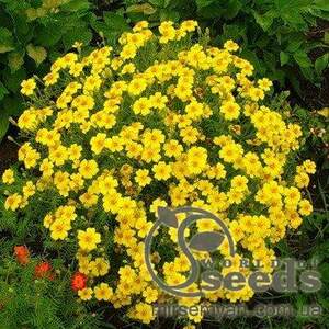 Бархатцы Лимонная роскошь 0,1г А Бархатцы Лимонная роскошь 0,1г А