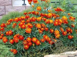 Бархатцы Фиеста 0,5г А Бархатцы Фиеста 0,5г А