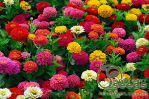 Циния Солнечные "ребята" 0,5г А