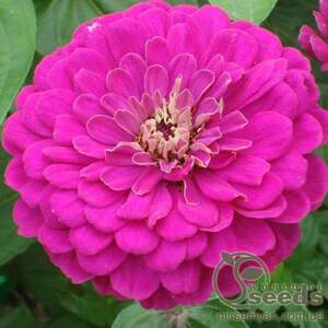 Циния Королевская 0,5г А