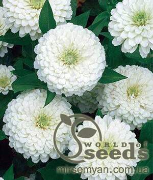 Циния Лилипутек белая 0,2г А