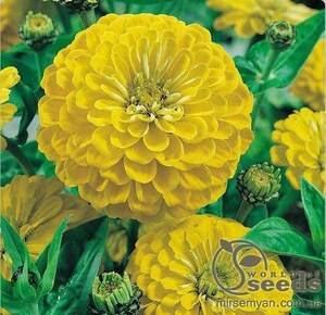 Циния Лилипутек желтая 0,2г А