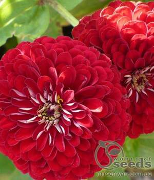 Циния Лилипутек красная 0,2г А