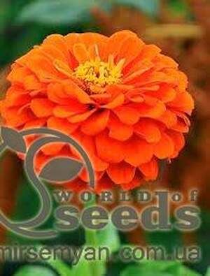 Циния Лилипутек оранжевая 0,2г А