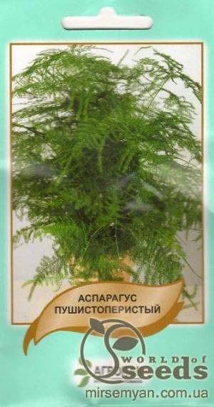 Семена Аспарагуса пушистоперистого, 5 семян А