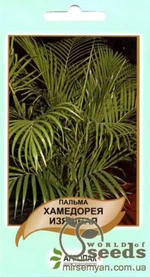 Пальма Хамедорея 5н А Пальма Хамедорея 5н А