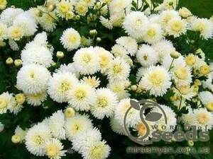 Хризантема Снежный шар 0,05г