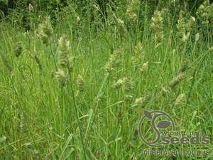 Трава Ежа (Грястица) 900г. WoS