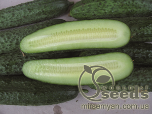 Огурец Монисия F1 1000 семян. (Seminis) Огурец Монисия F1 1000 семян. (Seminis)