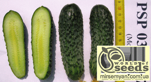 Огурец Монисия F1 1000 семян. (Seminis) Огурец Монисия F1 1000 семян. (Seminis)