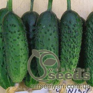 Огурец Монисия F1 1000 семян. (Seminis) Огурец Монисия F1 1000 семян. (Seminis)