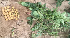 Семенной сорт картофеля "Кристел" (Голландия)