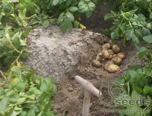 Семенной сорт картофеля "Бюррен" (Голландия) Семенной сорт картофеля "Бюррен" (Голландия)