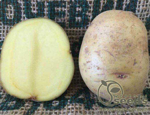 Семенной сорт картофеля "Бюррен" (Голландия) Семенной сорт картофеля "Бюррен" (Голландия)