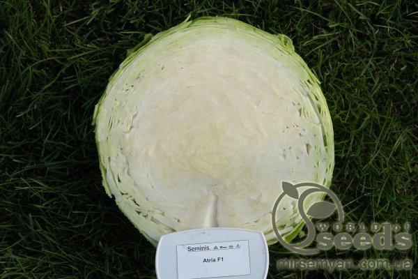 Капуста Атрия F1 2500 семян. (Seminis) Капуста Атрия F1 2500 семян. (Seminis)