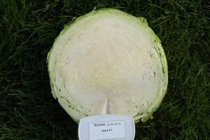 Капуста Атрия  F1 2500 семян. (Seminis)