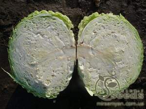 Капуста Мензания F1 2500 семян. (Seminis) Капуста Мензания F1 2500 семян. (Seminis)