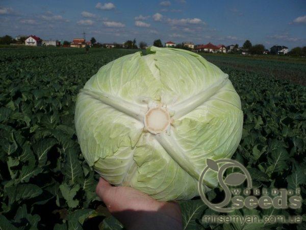 Капуста Мензания F1 2500 семян. (Seminis) Капуста Мензания F1 2500 семян. (Seminis)