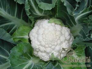 Капуста цветная Фридом F1 1000 семян. (Seminis)