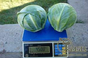 Капуста  SV 3389 GL F1 2500 семян. (Seminis)