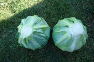 Капуста  SV 3389 GL F1 2500 семян. (Seminis)