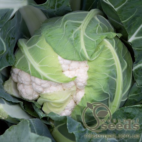 Капуста цветная Фолталез F1, 1000 семян. (Seminis) Капуста цветная Фолталез F1, 1000 семян. (Seminis)