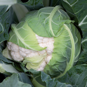 Капуста цветная Фолталез F1, 1000 семян. (Seminis)