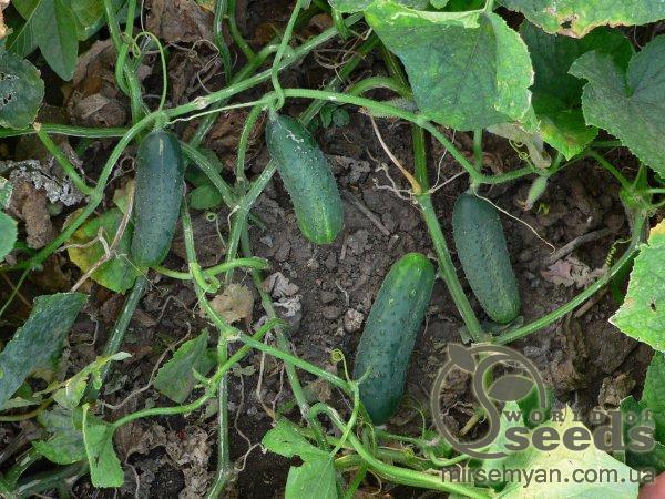 Огурец Надежда F1 1000 семян. (Seminis) Огурец Надежда F1 1000 семян. (Seminis)