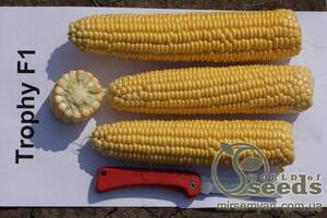Кукуруза сахарная Трофи F1, 5 000 семян. (Seminis)