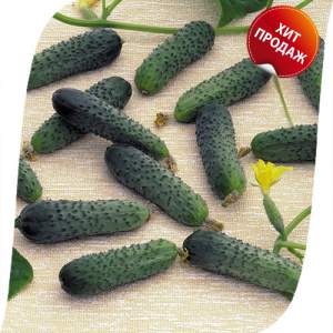 Огурец Меренга F1 250 семян. (Seminis) Огурец Меренга F1 250 семян. (Seminis)