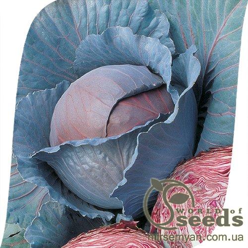 Капуста Ред Династи F1 2500 семян. (Seminis) Капуста Ред Династи F1 2500 семян. (Seminis)