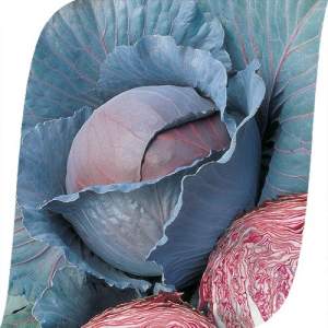 Капуста Ред Династи F1 2500 семян. (Seminis) Капуста Ред Династи F1 2500 семян. (Seminis)