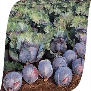 Капуста Рокси F1  2500 семян. (Seminis)