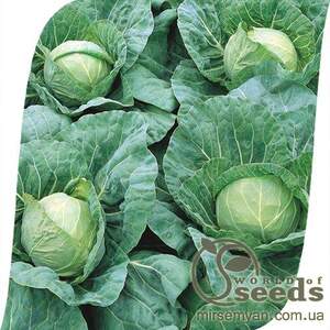 Капуста Пандион F1 2500 семян. (Seminis)