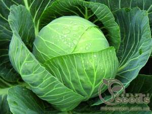 Капуста Пандион F1 2500 семян. (Seminis) Капуста Пандион F1 2500 семян. (Seminis)