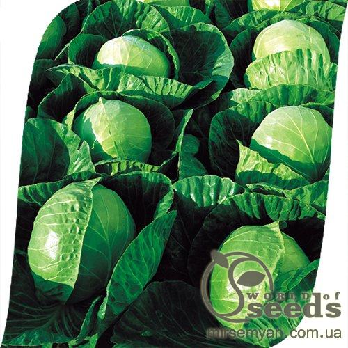 Капуста Гермес F1 2 500 семян. (Seminis) Капуста Гермес F1 2 500 семян. (Seminis)