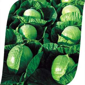 Капуста Гермес F1 2 500 семян. (Seminis)