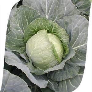 Капуста Зенит F1 2 500 семян. (Seminis)