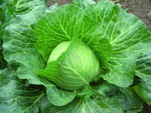 Капуста Дидон F1 2 500 семян. (Seminis)