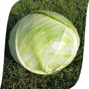 Капуста Арривист F1 2500 семян. (Seminis) Капуста Арривист F1 2500 семян. (Seminis)