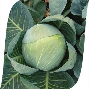 Капуста Колия F1 2 500 семян. (Seminis)