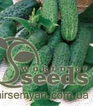Огурец Наташа F1 1000 семян. (Seminis) Огурец Наташа F1 1000 семян. (Seminis)