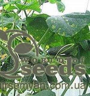 Огурец Спино 500 семян. (Syngenta) Огурец Спино 500 семян. (Syngenta)