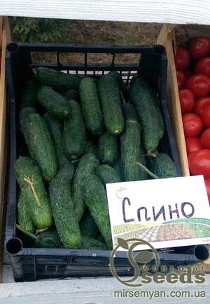 Огурец Спино 500 семян. (Syngenta) Огурец Спино 500 семян. (Syngenta)
