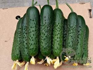 Огурец Спино 500 семян. (Syngenta)