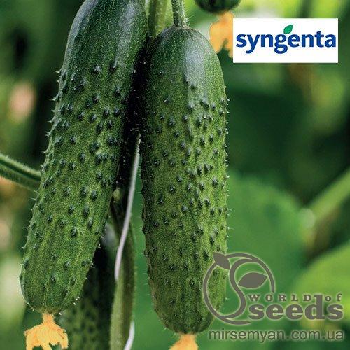 Огурец Спино 500 семян. (Syngenta) Огурец Спино 500 семян. (Syngenta)