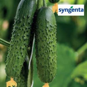 Огурец Спино 500 семян. (Syngenta)