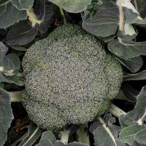 Стромболы F1 1000 семян капусты брокколи ранней (Hazera)